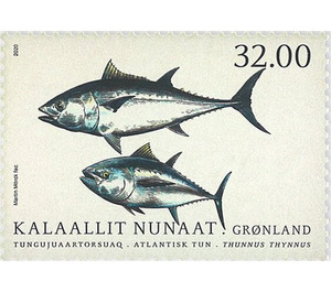 Atlantic Bluefin Tuna (Thunnus thynnus) - Greenland 2020 - 32