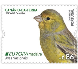Atlantic Canary (Serinus canaria) - Portugal / Madeira 2019 - 0.86