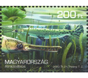 Atractosteus - Hungary 2020 - 200