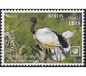 Australian White Ibis (Threskiornis molucca) - Polynesia / Tonga 2020