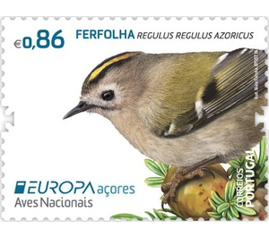 Azorean Goldcrest (Regulus regulus azoricus) - Portugal / Azores 2019 - 0.86