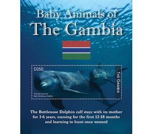 Baby Animals - Dolphin - West Africa / Gambia 2021