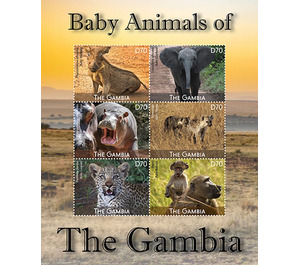 Baby Animals - West Africa / Gambia 2021