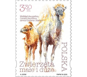 Bactrian Camel (Camelus bactrianus) - Poland 2020 - 3.30