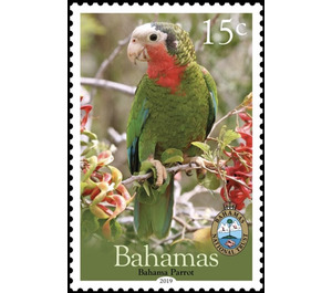 Bahama Parrot - Caribbean / Bahamas 2019 - 15