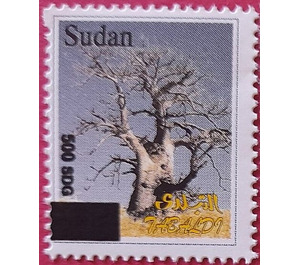 Baobab Tree (Adansonia digitata) - North Africa / Sudan 2021