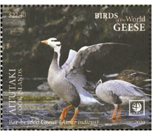 Bar-Headed Goose (Anser indicus) - Aitutaki 2020 - 22.40