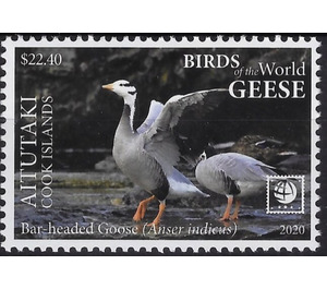 Bar-Headed Goose (Anser indicus) - Aitutaki 2020 - 22.40