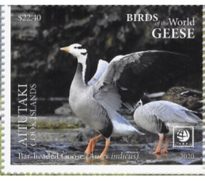 Bar-Headed Goose (Anser indicus) - Aitutaki 2020 - 22.40