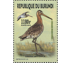 Bar Tailed Godwit (Limosa lapponica) - East Africa / Burundi 2016
