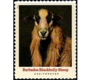 Barbados Blackbelly Sheep - United States of America 2021