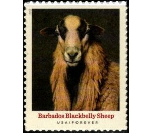 Barbados Blackbelly Sheep - United States of America 2021