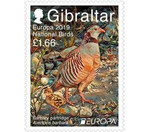 Barbary Partridge (Alectoris barbara) - Gibraltar 2019 - 1.66