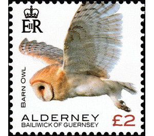 Barn Owl - Alderney 2020 - 2