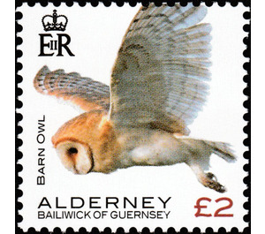 Barn Owl - Alderney 2020 - 2