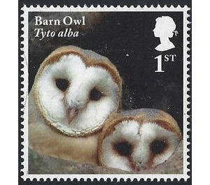 Barn Owl chicks - Tyto alba - United Kingdom 2018