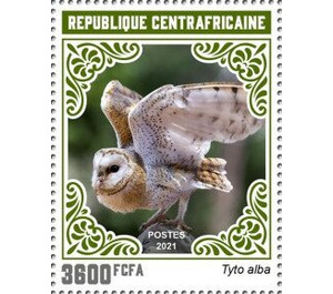 Barn Owl (Tyto alba) - Central Africa / Central African Republic 2021