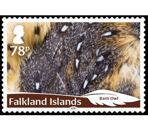 Barn Owl (Tyto alba) - South America / Falkland Islands 2019 - 78