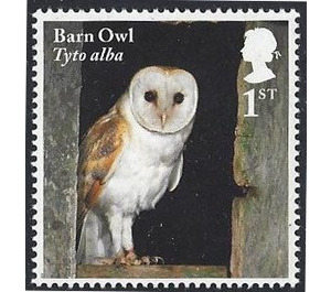 Barn Owl - Tyto alba - United Kingdom 2018