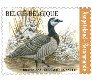 Barnacle Goose (Branta leucopsis) - Belgium 2020