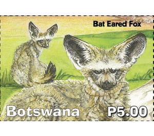 Bat Eared Fox - South Africa / Botswana 2019 - 5