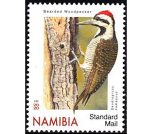 Bearded Woodpecker (Chloropicus namaquus) - South Africa / Namibia 2020