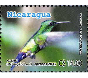 Bee Hummingbird (Mellisuga helenae) - Central America / Nicaragua 2012 - 14