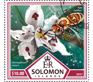 Bees and Orchids - Melanesia / Solomon Islands 2017 - 10