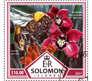 Bees and Orchids - Melanesia / Solomon Islands 2017 - 10