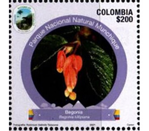 Begonia - South America / Colombia 2021