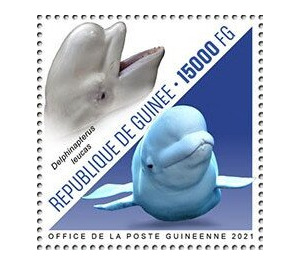 Beluga Whale (Delphinapterus leucas) - West Africa / Guinea 2021