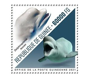 Beluga Whale (Delphinapterus leucas) - West Africa / Guinea 2021