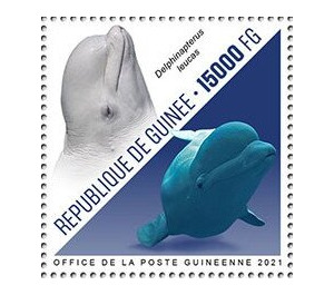 Beluga Whale (Delphinapterus leucas) - West Africa / Guinea 2021
