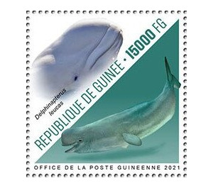 Beluga Whale (Delphinapterus leucas) - West Africa / Guinea 2021