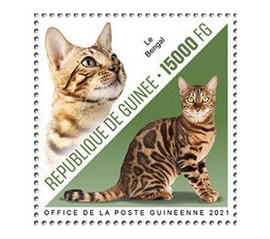 Bengal Cat - West Africa / Guinea 2021