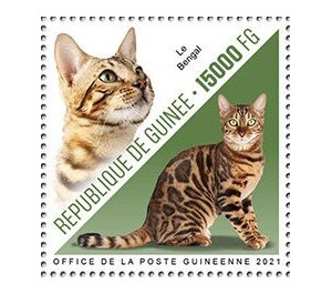 Bengal Cat - West Africa / Guinea 2021