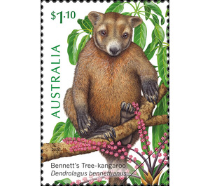 Bennett’s Tree-Kangaroo (Dendrolagus bennettianus) - Australia 2020 - 1.10