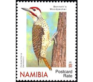 Bennett's Woodpecker (Campethera bennettii) - South Africa / Namibia 2020