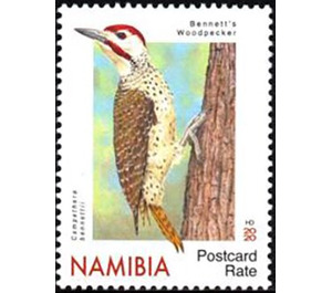 Bennett's Woodpecker (Campethera bennettii) - South Africa / Namibia 2020