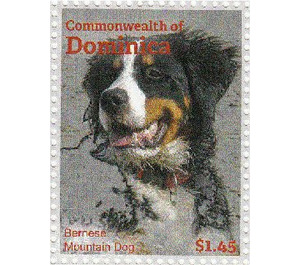 Bernese Mountain Dog (Canis lupus familiaris) - Caribbean / Dominica 2013 - 1.45