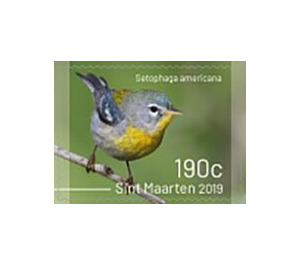 Birds of Sint Maarten - Caribbean / Sint Maarten 2019 - 190