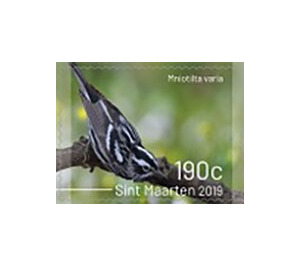 Birds of Sint Maarten - Caribbean / Sint Maarten 2019 - 190