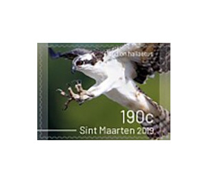 Birds of Sint Maarten - Caribbean / Sint Maarten 2019 - 190