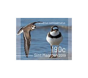 Birds of Sint Maarten - Caribbean / Sint Maarten 2019 - 190