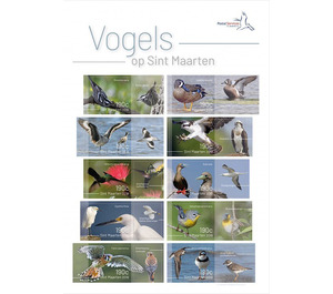 Birds of Sint Maarten - Caribbean / Sint Maarten 2019