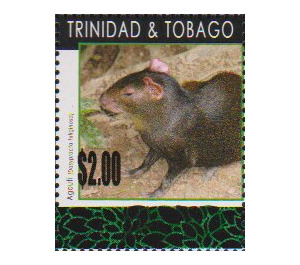 Black Agouti (Dasyprocta fuliginosa) - Caribbean / Trinidad and Tobago 2019 - 2