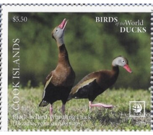 Black-Bellied Whistling Duck (Dendrocygna autumnalis) - Polynesia / Cook Islands 2020 - 5.50