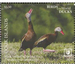 Black-Bellied Whistling Duck (Dendrocygna autumnalis) - Polynesia / Cook Islands 2020 - 5.50