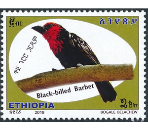 Black-billed Barbet (Lybius guifsobalito) - East Africa / Ethiopia 2019 - 2