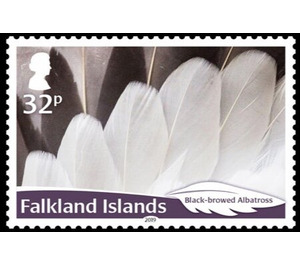 Black-browed Albatross (Thalassarche melanophris) - South America / Falkland Islands 2019 - 32